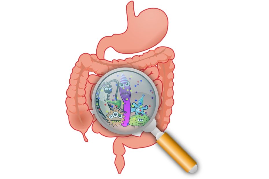 Understanding Digestion- The Key to Improved Gut Health