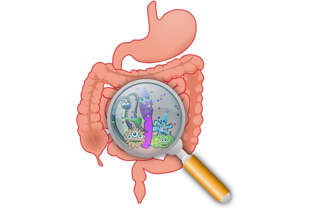 Understanding Digestion- The Key to Improved Gut Health